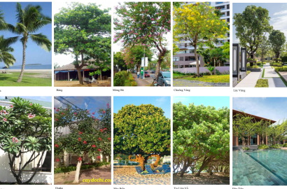 Mua Bất Động Sản Và Nguyên Tắc “Quyết Nhanh, Lợi Lớn”: Bài Học Xương Máu Cho Nhà Đầu Tư 2026